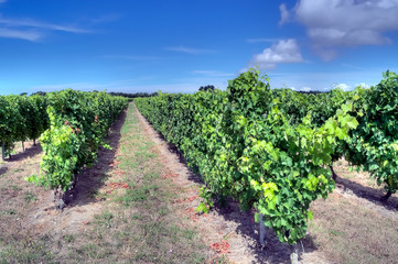 Vignes île d'Oléron