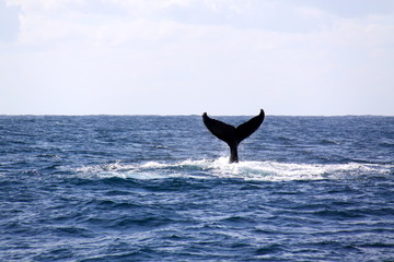 Ballena jorobada