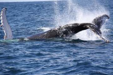 Obraz premium Salto de ballena II - sudafrica