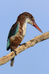 The White throated kingfisher - Halcyon smyrnensis