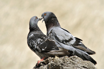 Pigeons in love