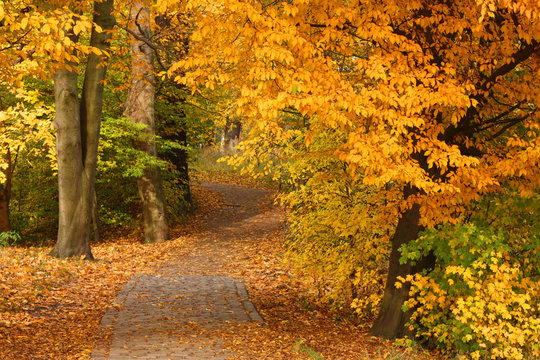 Weg durch Herbstwald im Jenischpark in Hamburg, Fall foliage
