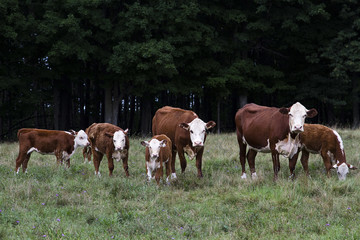 Fototapeta na wymiar Rodzina Cow