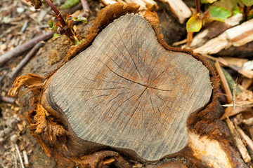 texture stump