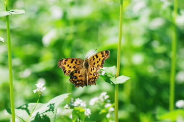 Fototapeta premium タテハチョウとそば畑