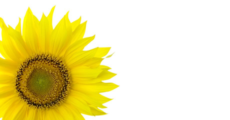 Sunflower background with place for your text