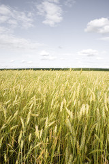 Wheat field golden and grey sky