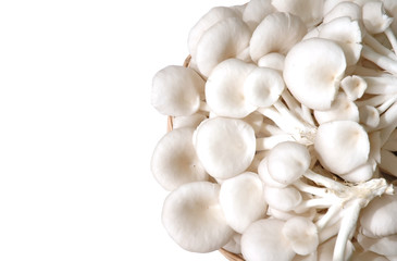 oyster mushroom