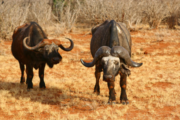Obraz premium Büffel im Tsavo-East Nationalpark