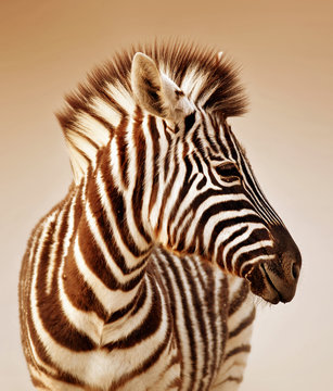 Fototapeta Zebra portrait