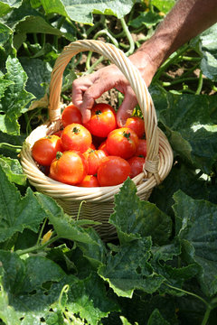 main de jardinier r&eacute;coltant ses tomates bien rouge.