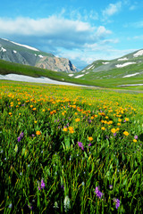 Fototapeta premium Mountain meadow
