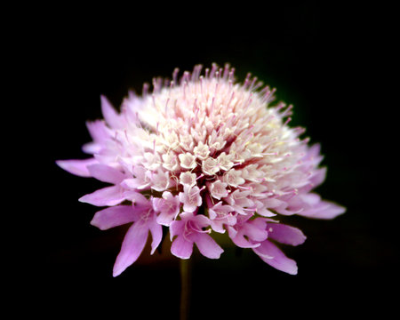 Ambretta comune (Knautia arvensis L.)
