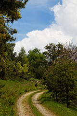 Kurve im Waldweg