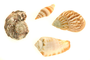 Muscheln