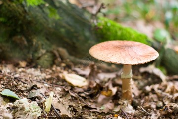 mushroom
