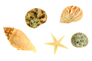 Muscheln