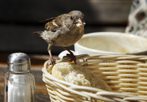 Stibitzen Bilder Durchsuchen 60 Archivfotos, und