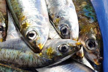 Sardines fraîches