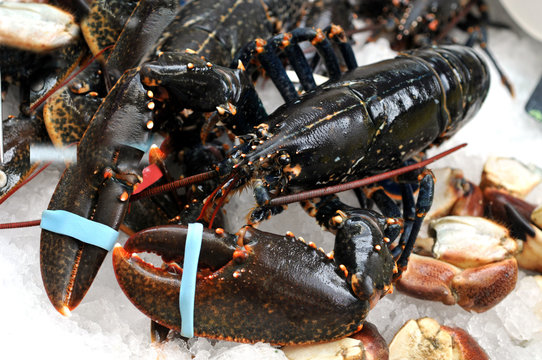 Homard breton