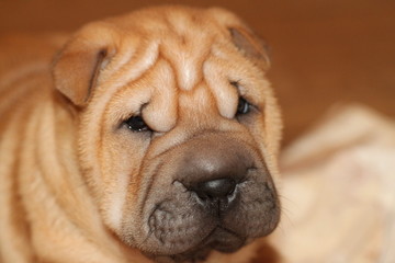 Obraz premium Shar pei