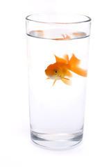 goldfish in a glass of water
