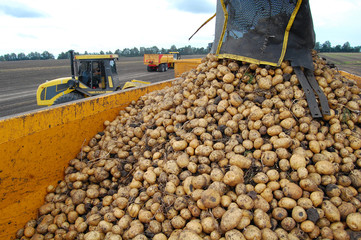 Potato harvesting