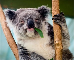 De koala in eucalyptustakken.