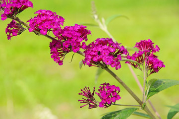 Sommerflieder - butterfly bush 01