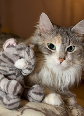 cat and toy