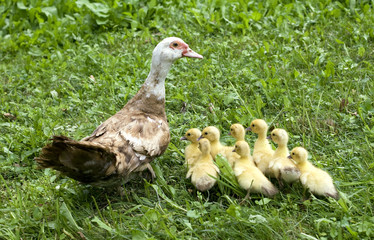 Ducks family walking on the grass