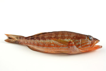Perchia - Serranus Cabrilla