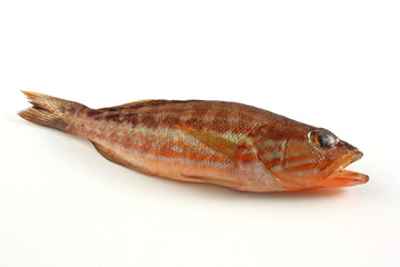 Perchia - Serranus Cabrilla