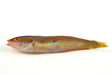 Donzella - Coris Julis