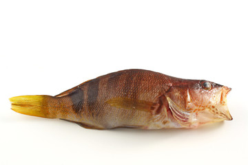 Fototapeta premium Sciarrano - Serranus Scriba