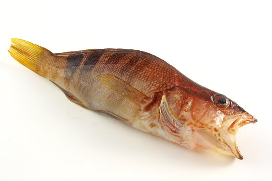 Sciarrano - Serranus Scriba