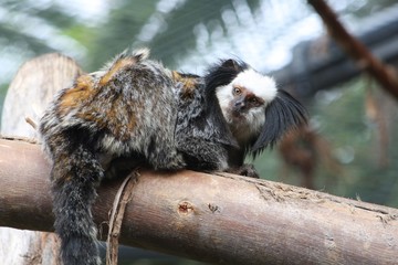 Weisskopf- Büschelaffe