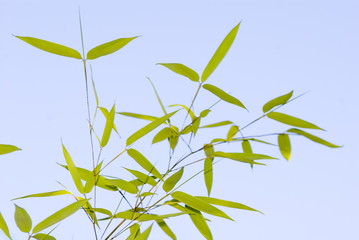 Fototapeta premium green bamboo leaves (Bambuseae)