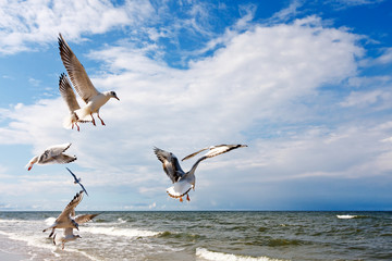 Flying Seagulls