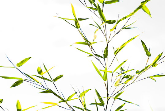 green bamboo leaves (Bambuseae)