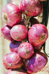 Bunch of red fresh onions
