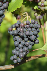 Grapes for red wine