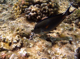 Acanthurus Sohal Dokorfisch