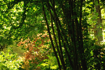 Green forest at Portugal.