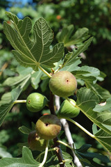 Fig tree (Ficus carica) fruits