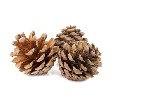 three pine cones isolated on the white background