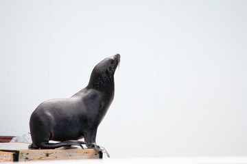 Naklejka premium アシカ