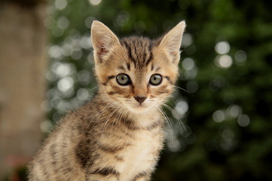 58 Best Tete De Chat Images Stock Photos Vectors Adobe Stock 58 Best Tete De Chat Images Stock Photos Vectors Adobe Stock