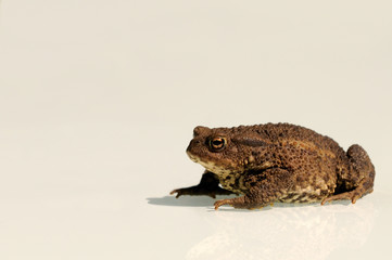 Kröte