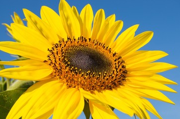 Obraz premium Sonnenblume